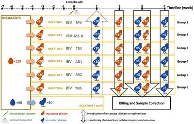 Virulence factors of Mycoplasma synoviae: Three genes influencing colonization, immunogenicity, and transmissibility